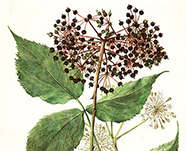 Аралия манчуж.