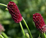 Кровохлебка