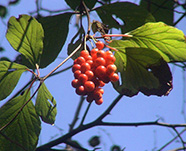 Китайский лимонник