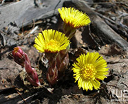 Мать-мачеха