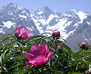 Пион уклоняющийся