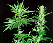 Полынь обыкнавенная