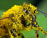 Пыльца цветочная