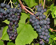 Виноград