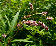 Перец почечуйный